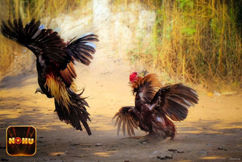 Đá gà NoHu - Philippines: Kỹ thuật đa dạng